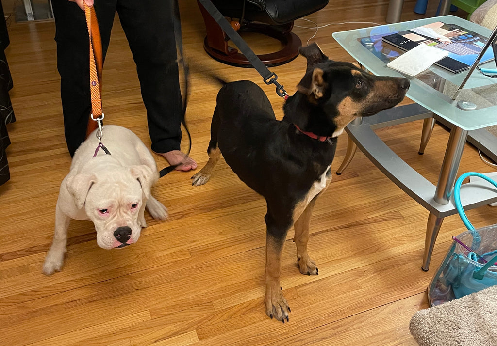 Peaches and Rey: March Animals of the Month