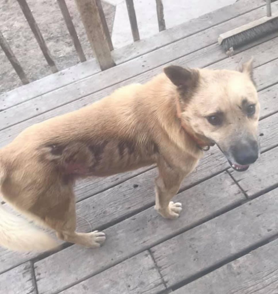 Pogo: April Animal of the Month