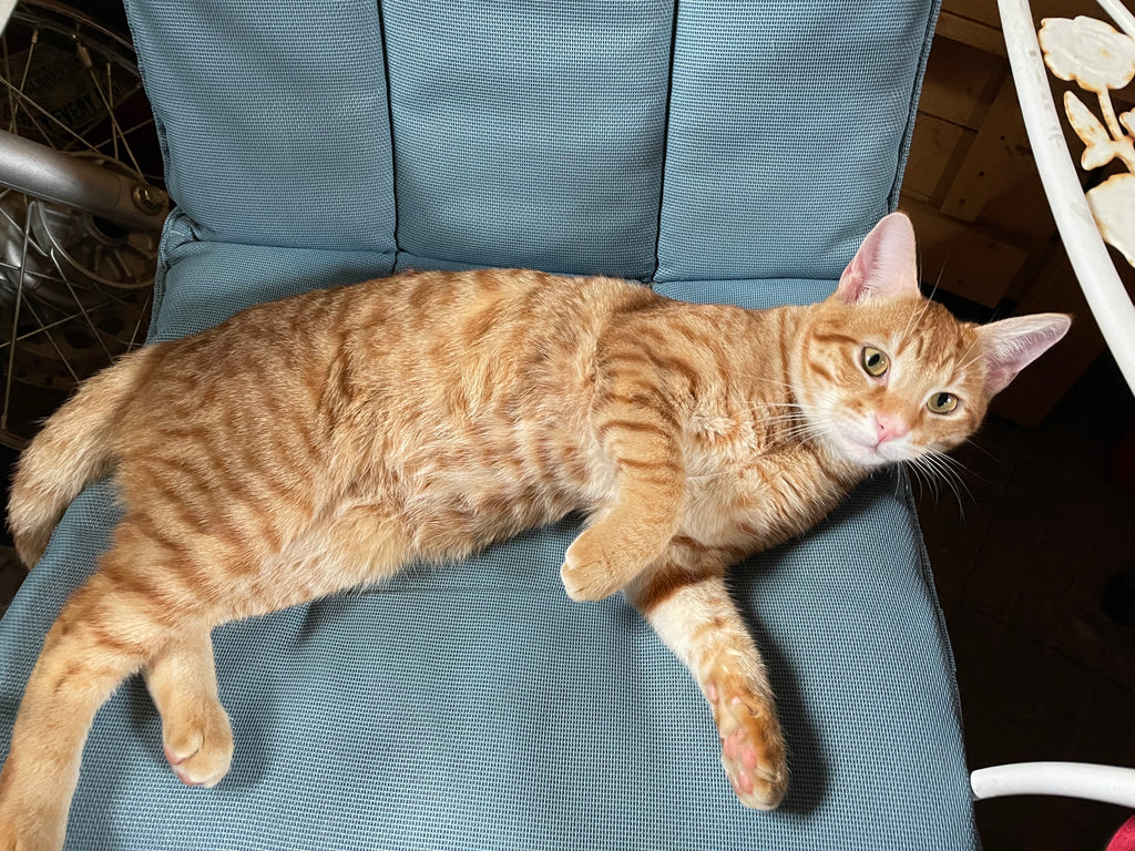 Ollie: May Animal of the Month