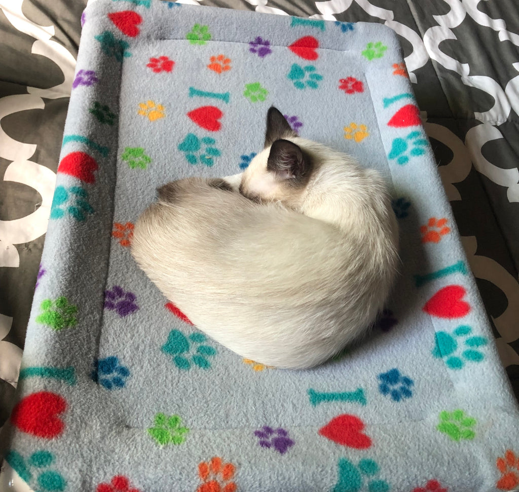 Link: June Animal of the Month