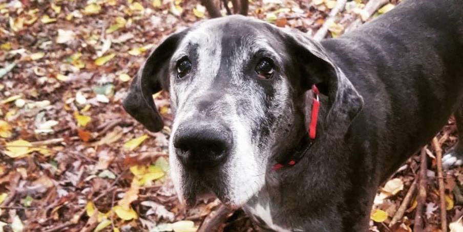 Iris: February Animal of the Month